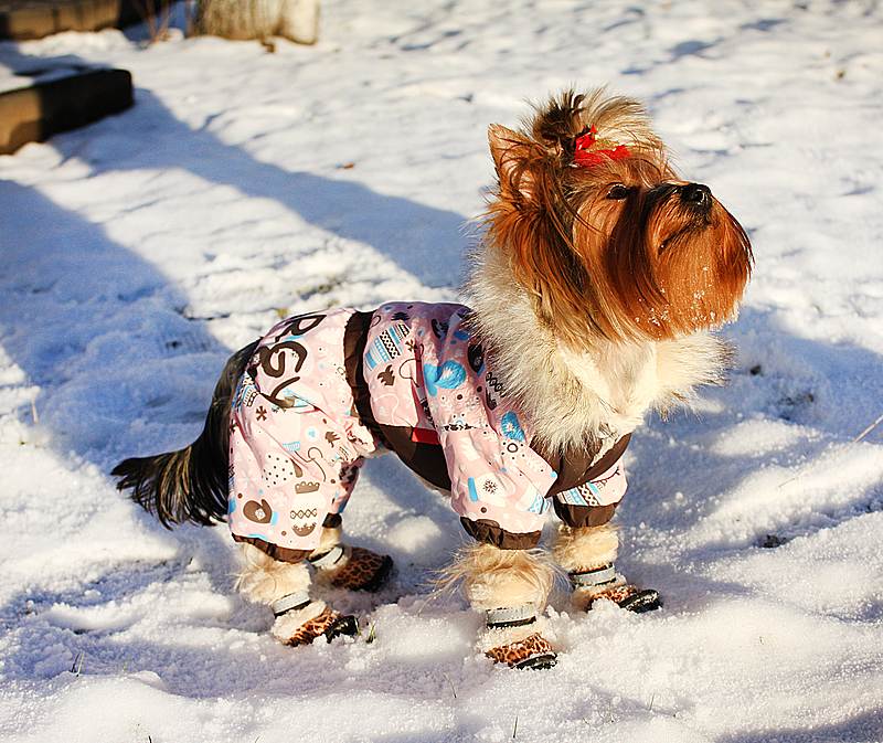 Одежда для йорков: для чего нужна, популярные виды (с фото), как выбрать, и как приучить собаку