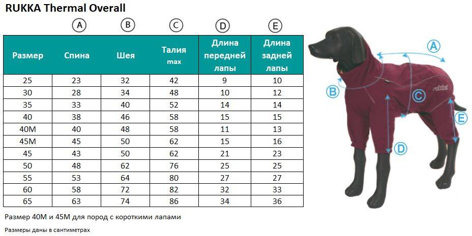 Особенности, виды, плюсы и минусы одежды для собак | живность.ру