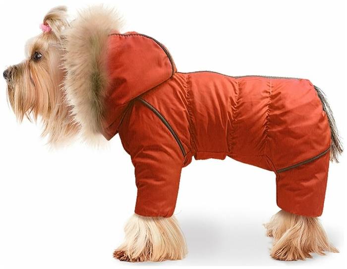 Каким собакам нужен комбинезон в холодное время года: виды комбинезонов, какие породы больше других нуждаются
