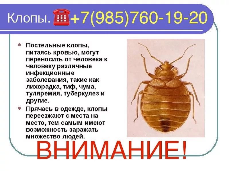 Как я боролся с постельными клопами и победил (но не без жертв)