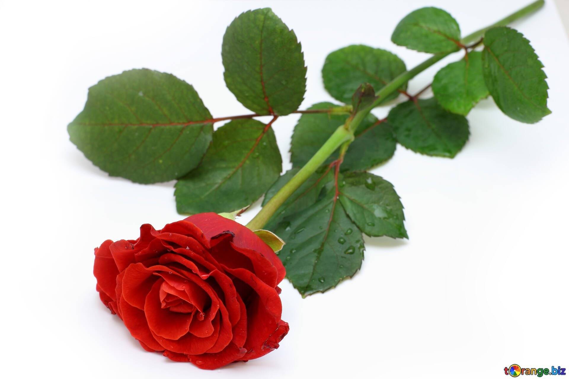 Роза описание цветка