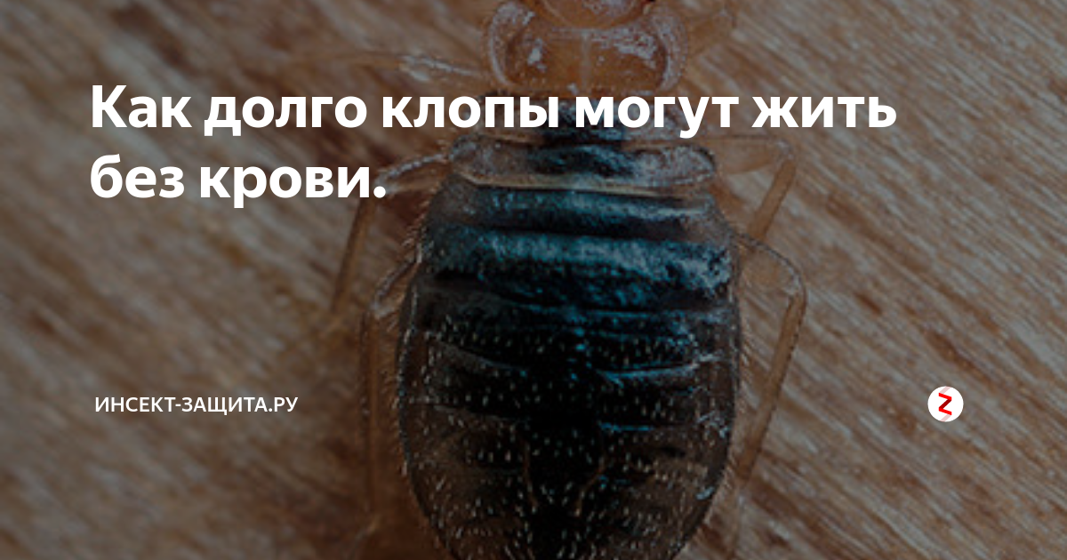 Сколько живут клопы и как долго они могут обходиться без пищи