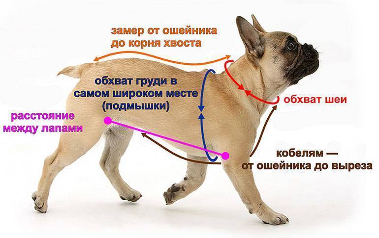 Особенности, виды, плюсы и минусы одежды для собак