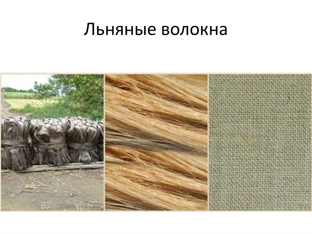 Натуральное волокно лен. Льняное волокно. Растительные волокна лен. Лен волокна ткани. Лен текстильное волокно.