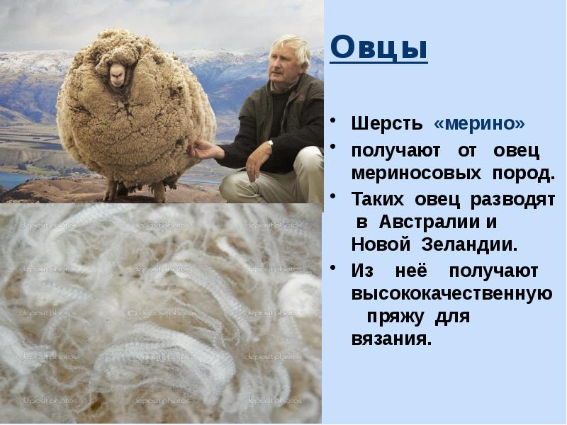 Мериносовая шерсть – элитная ткань с уникальными свойствами
