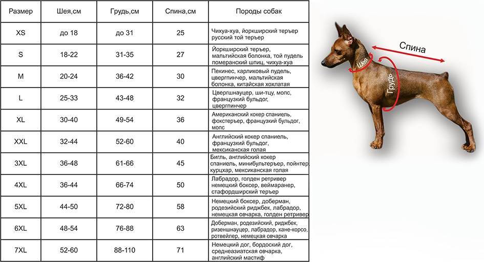 Рейтинг лучших комбинезонов для собак: производители, какой выбрать, рейтинг топ-8