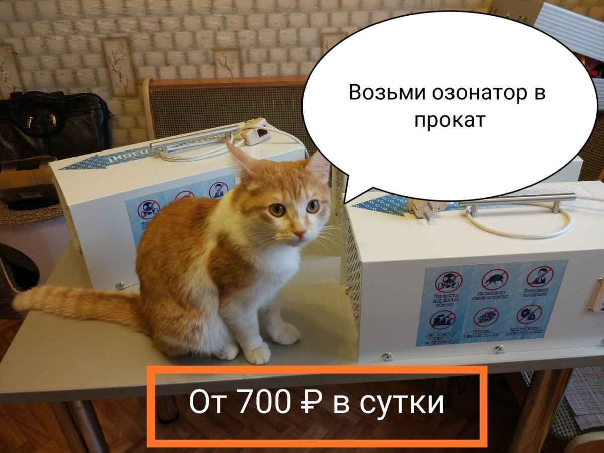 Убираем следы и запахи кошачьих луж и меток | блог ветклиники "беланта"