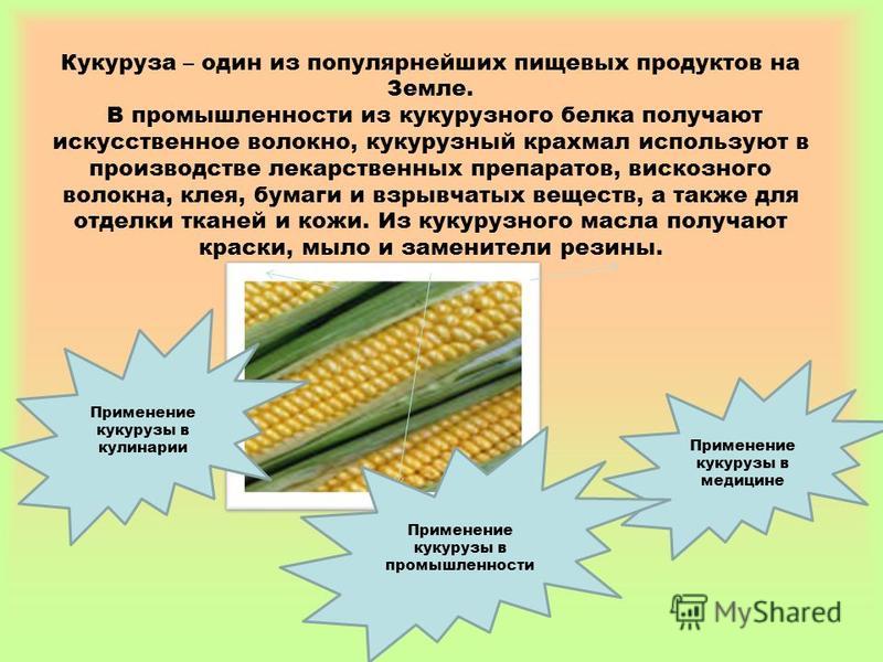 Кукуруза откуда. Презентация на тему кукуруза. Применение кукурузы. Кукуруза презентация 3 класс. Как используется кукуруза.