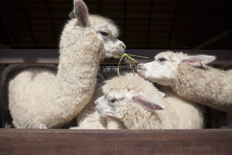 Акжаикская порода овец | описание и фото акжаикской породы овец ягнят