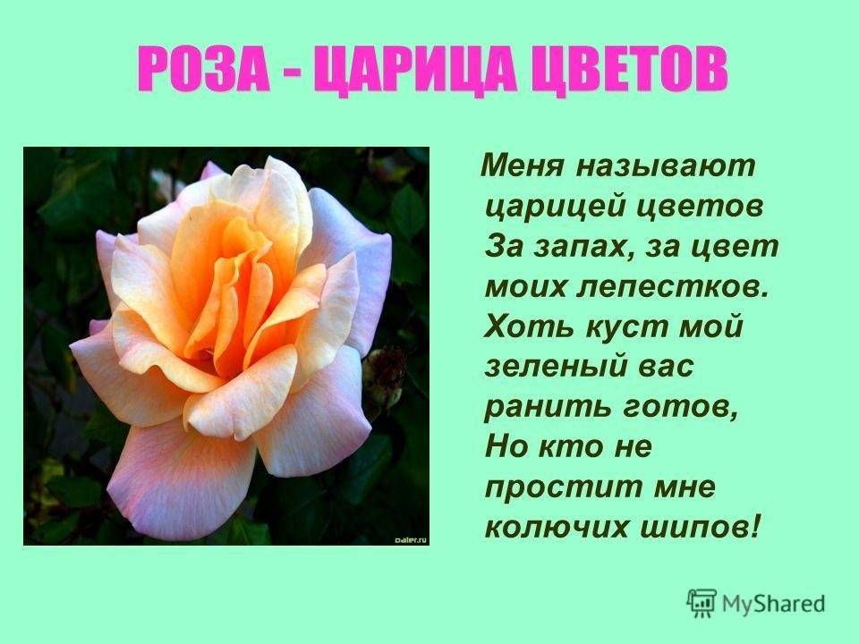 Радужная роза: фото, описание, как выращиванию или делают цветок разноцветным