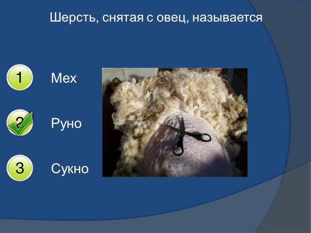 Порода тонкорунных овец: описание лучших
