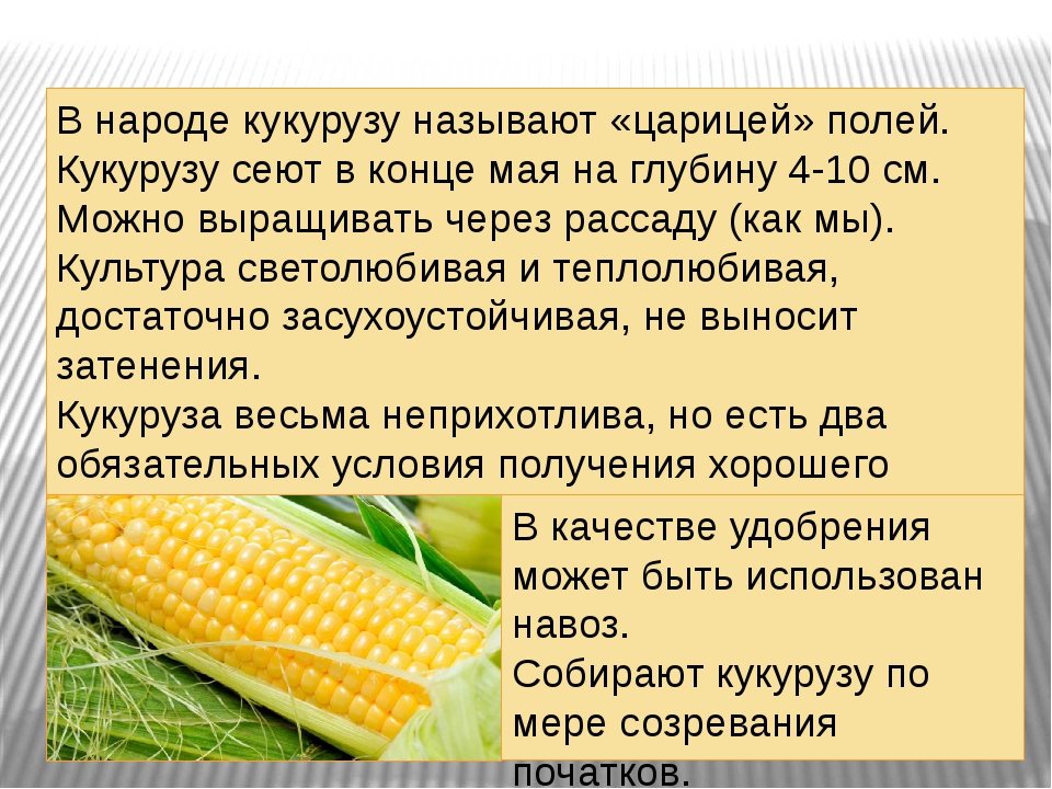 Презентация на тему кукуруза 6 класс по биологии