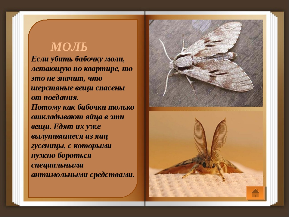 Как отличить моль. Моль и мотылек. Моль описание. Мотылёк и моль разница. Бабочки моли.