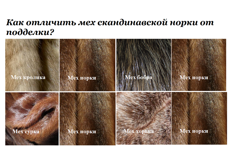 Главные отличия норковой шубы от подделок и особенности меха других животных