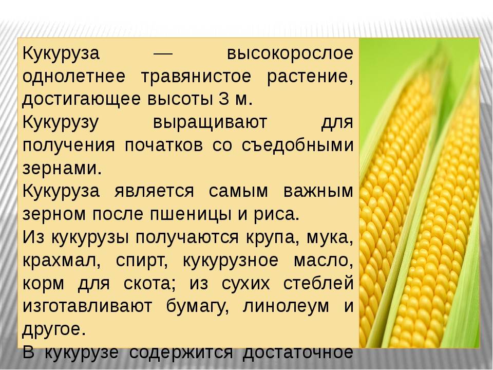Трикотажная ткань кукуруза: описание и преимущества