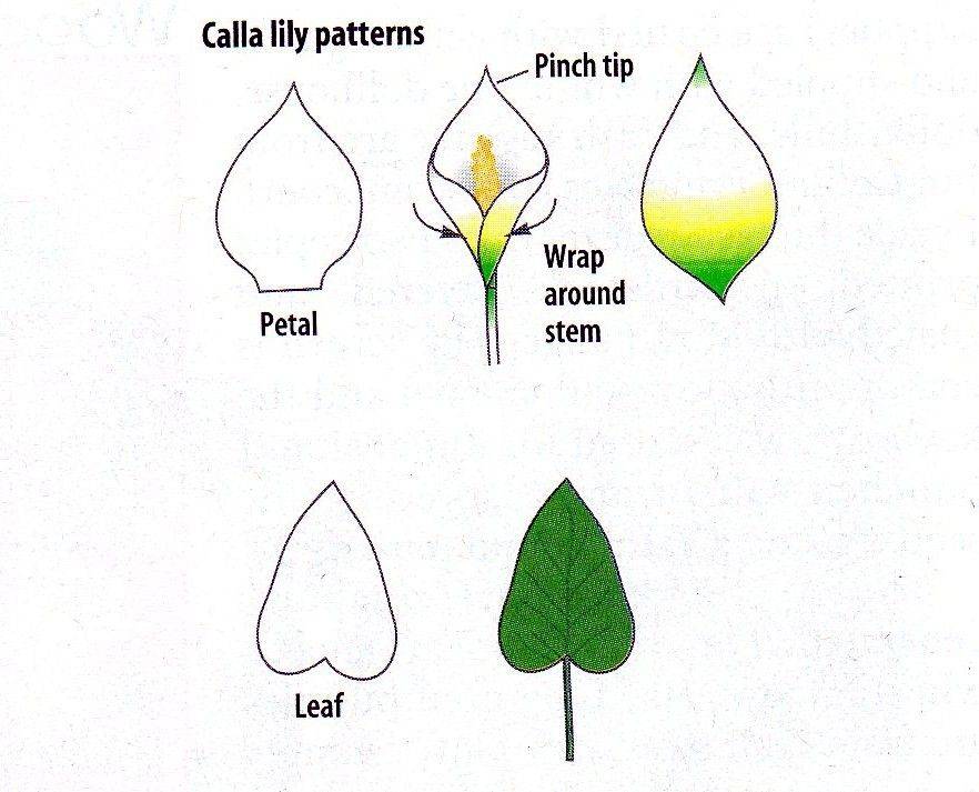 Лепесток тест. Шаблоны цветов каллы. Шаблон цветка каллы. Трафарет цветка каллы. Каллы из фоамирана шаблоны.