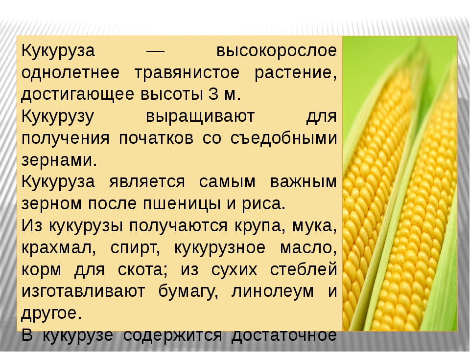 Презентация на тему кукуруза 6 класс