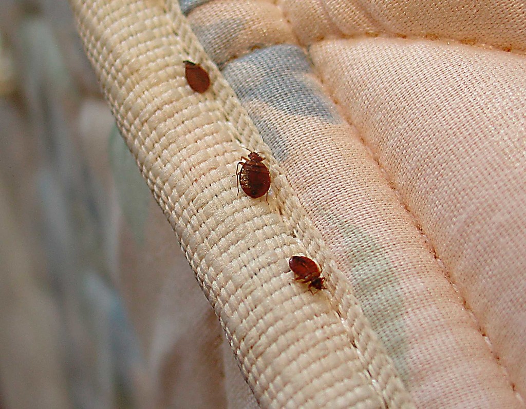 насекомые живущие в кровати