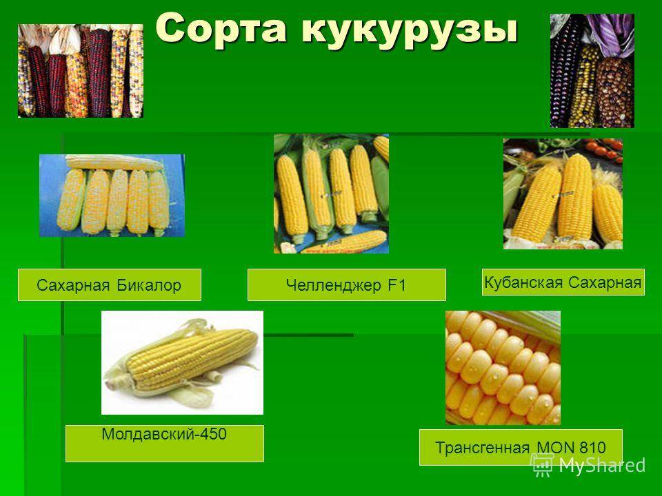 Что это такое материал кукуруза и для чего его используют?