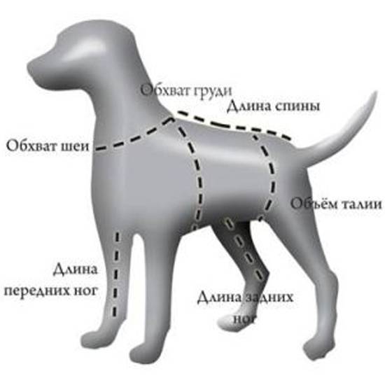 Выкройка комбинезона для собаки (76 фото) - схемы удобного покроя для собаки мальчика и девочки для маленьких, средних и больших пород