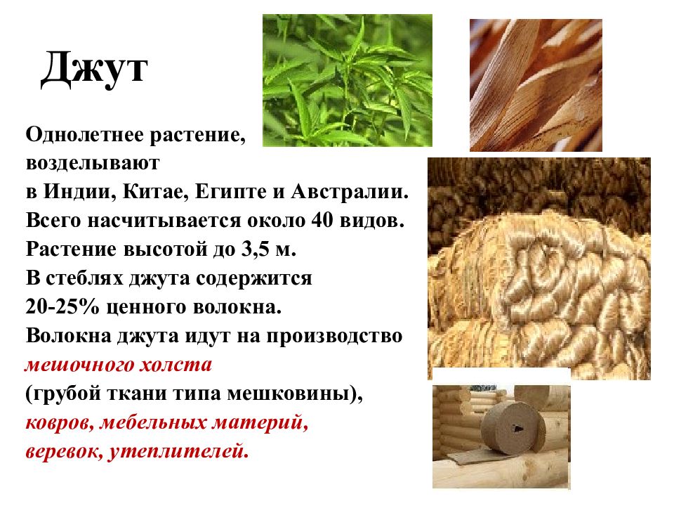 Джут — энциклопедия «знание.вики»