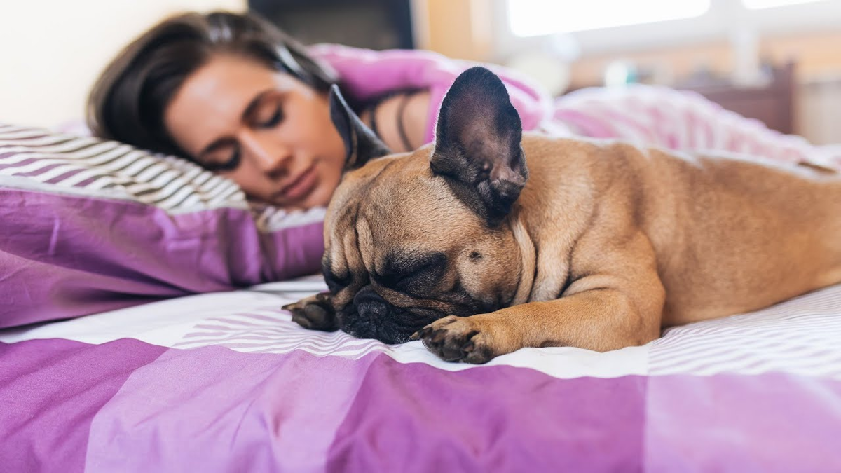 Собака на руках во сне. Собака в кровати с хозяином. Собаки в постели с хозяином. Сон с домашними питомцами.