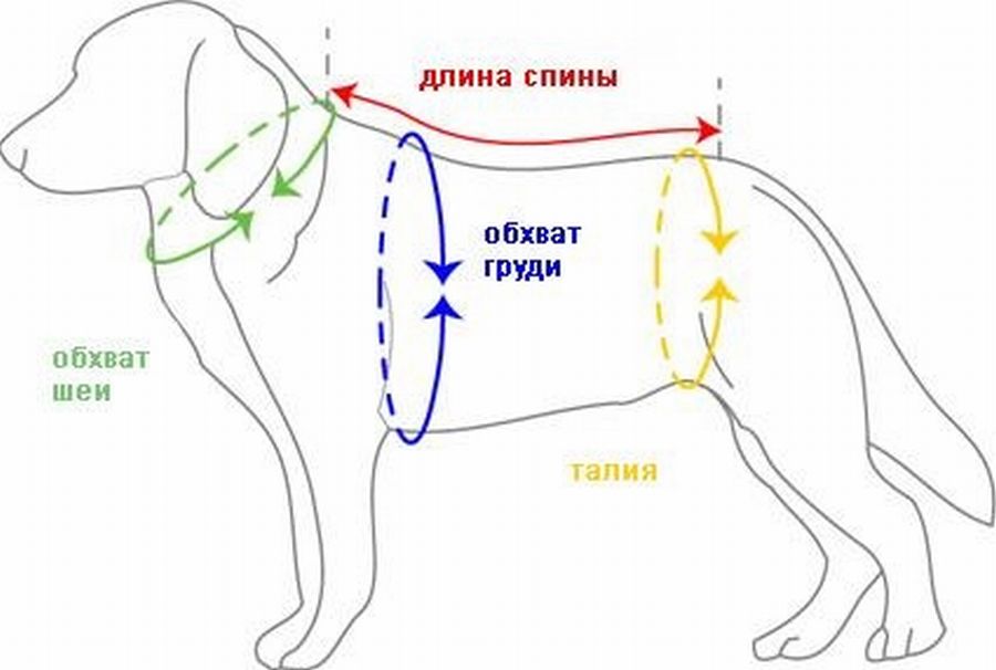 Схема шлейки для собак