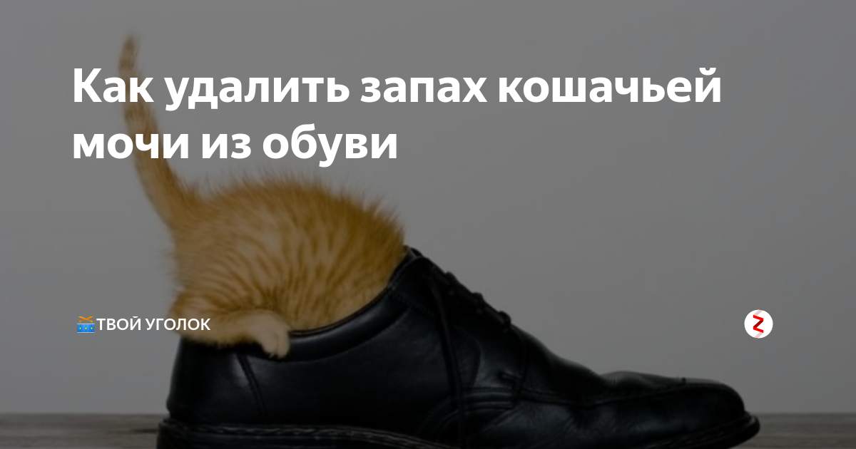 У кошки воняет моча. Как убрать запах кошачьей мочи с обуви. Как убрать с ботинок запах кошачьей мочи. Удалить запах кошачьей мочи из обуви. Как убрать запах кошачьей мочи из обуви в домашних условиях.
