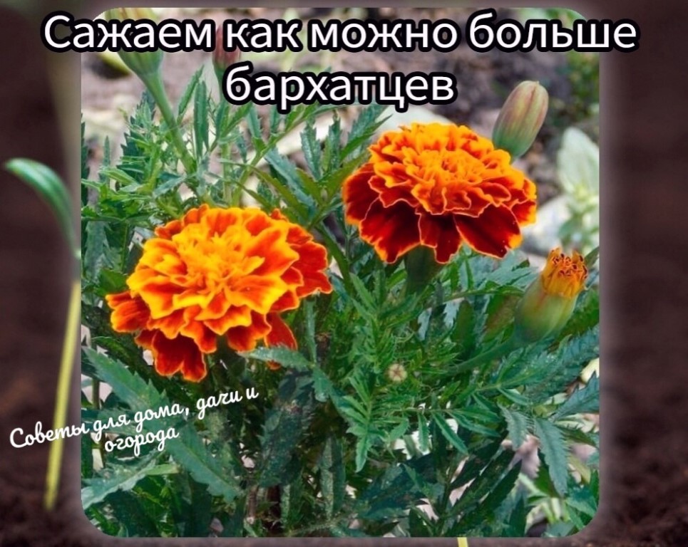 Какие украшения можно носить вместе: 13 секретов ювелирного этикета | стиль | wb guru