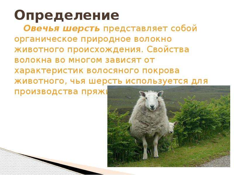 В чём разница между бараном и овцой: основные различия, как отличить барана от овцы