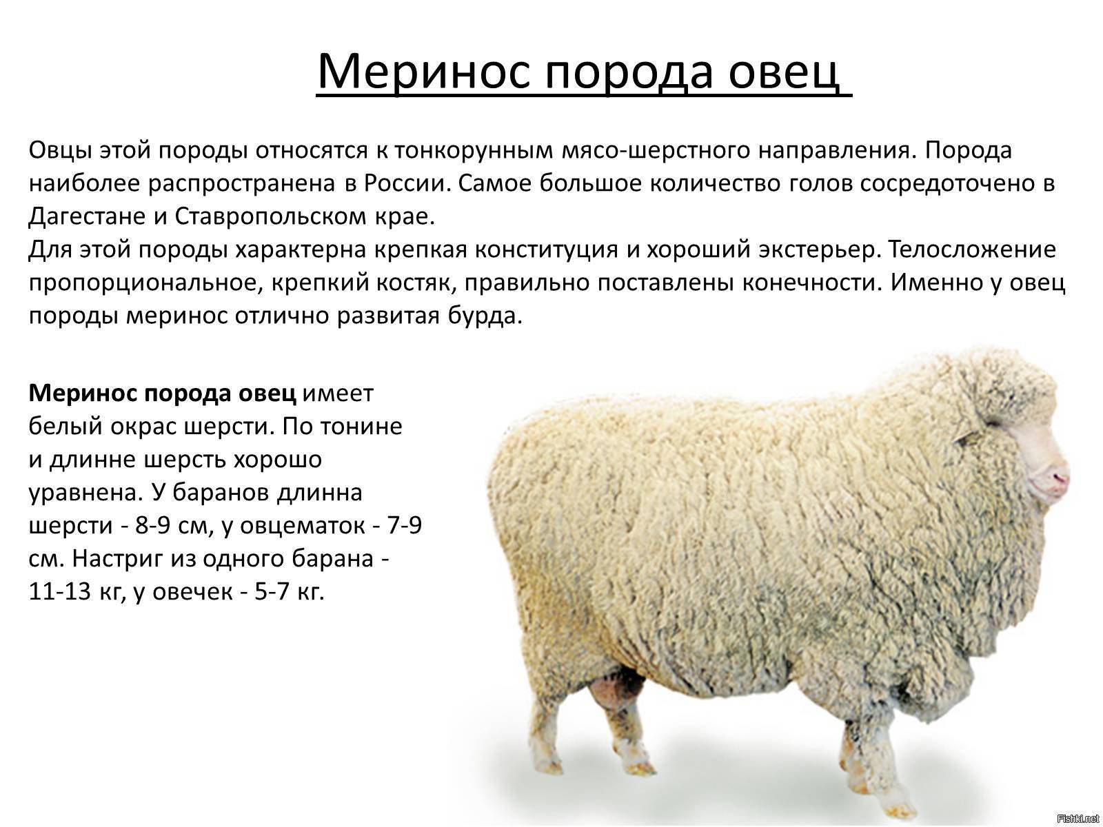 Что такое мериносовая шерсть и в чем ее отличия от обычной