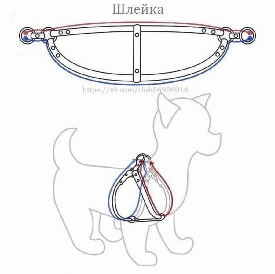 Схема шлейки для собак