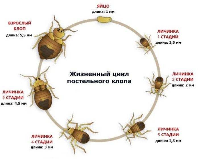 Какой цифрой обозначена на рисунке личинка первого возраста постельного клопа