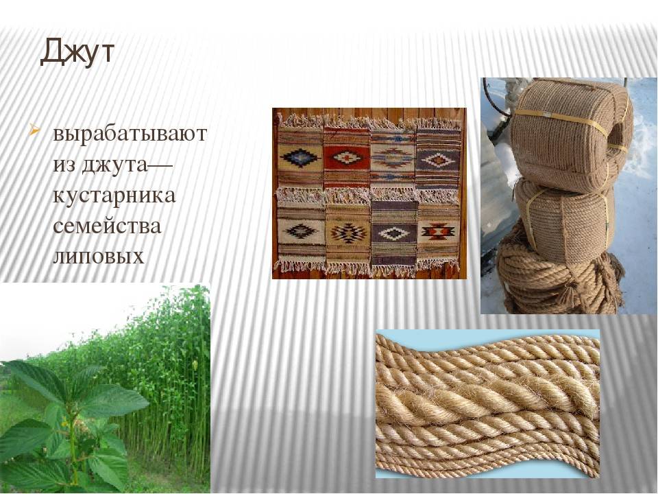 Джут