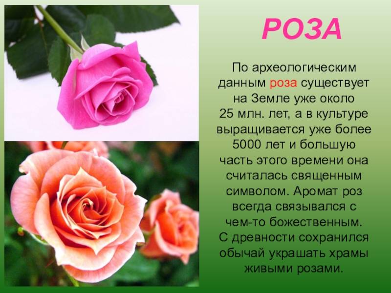 Роза из фоамирана: мастер-классы с пошаговыми фото